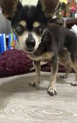 Found/Stray Female Dog last seen Found roaming by Boyd st, Dallas, TX 75224