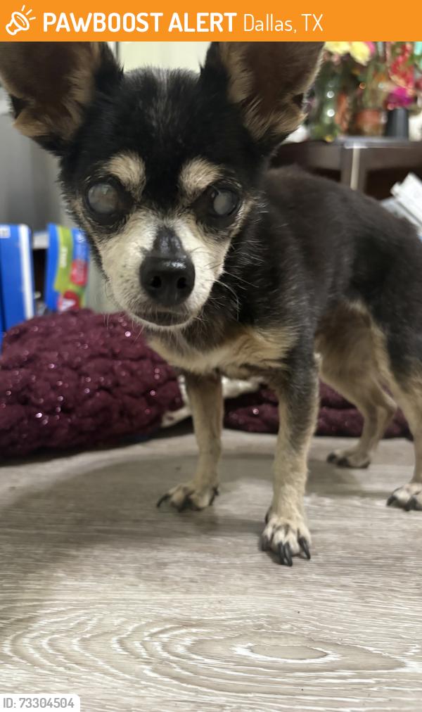 Found/Stray Female Dog last seen Found roaming by Boyd st, Dallas, TX 75224