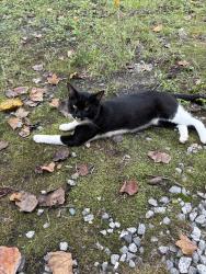 Reunited Male Cat last seen Polenta Rd, North Carolina, USA, Johnston County, NC 27520