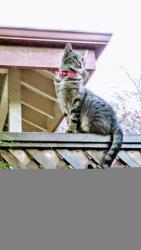 Lost Female Cat last seen 14th and Adeline Street Oakland, Oakland, CA 94607
