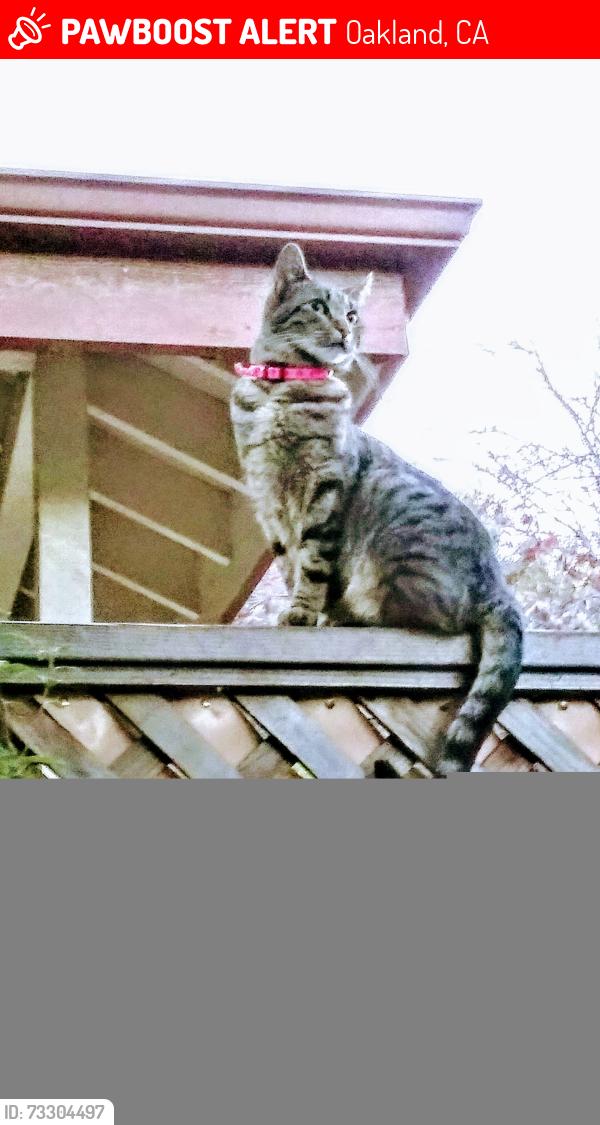 Lost Female Cat last seen 14th and Adeline Street Oakland, Oakland, CA 94607