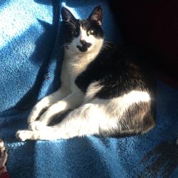 Lost Female Cat last seen Near La Vega Dr SW, Albuquerque NM, Albuquerque, NM 87105