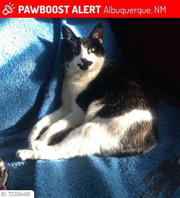 Lost Female Cat last seen Near La Vega Dr SW, Albuquerque NM, Albuquerque, NM 87105