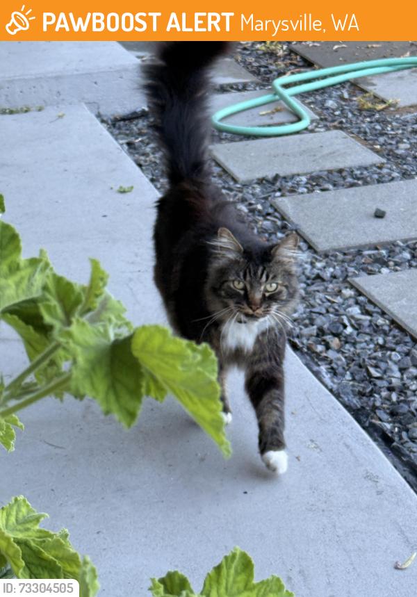 Found/Stray Unknown Cat last seen Between Fred Meyer and the fire station, Marysville, WA 98223