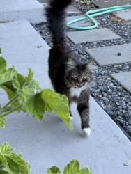 Found/Stray Unknown Cat last seen Between Fred Meyer and the fire station, Marysville, WA 98223