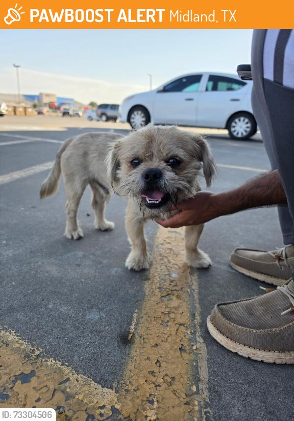 Found/Stray Male Dog last seen O’reilly, Midland, TX 79705