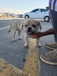 Found/Stray Male Dog last seen O’reilly, Midland, TX 79705