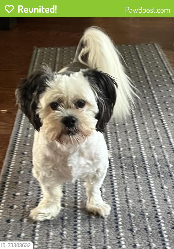 Reunited Female Dog last seen La Plata and Castle Rd Laguna Niguel Ca, Laguna Niguel, CA 92677