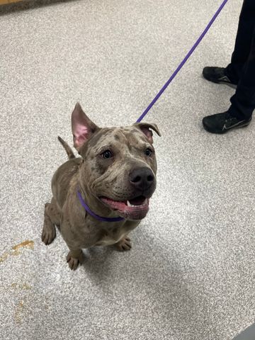 Shelter Stray Male Dog last seen Near Arbutus Ave, 21215, MD, 2490 Giles Rd, Baltimore, MD 21225, USA