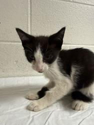 Shelter Stray Male Cat last seen Near Louisiana Ave, Knox County GP, TN, 3201 Division St, Knoxville, TN 37919, USA