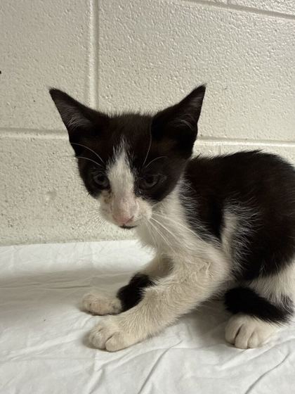 Shelter Stray Male Cat last seen Near Louisiana Ave, Knox County GP, TN, 3201 Division St, Knoxville, TN 37919, USA