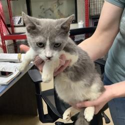 Shelter Stray Male Cat last seen , , TX, 355 Hillshire Dr, Haslet, TX 76052, USA