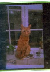 Reunited Male Cat last seen oakleigh crescent, Totton, England SO40 9AP