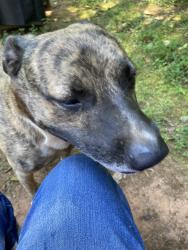 Found/Stray Male Dog last seen Near power dr, Lowell, NC 28098