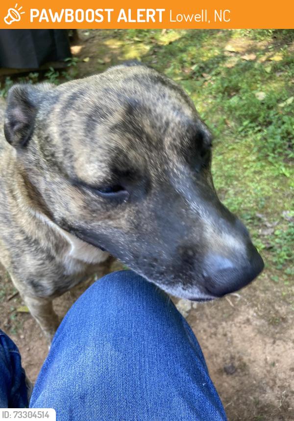 Found/Stray Male Dog last seen Near power dr, Lowell, NC 28098