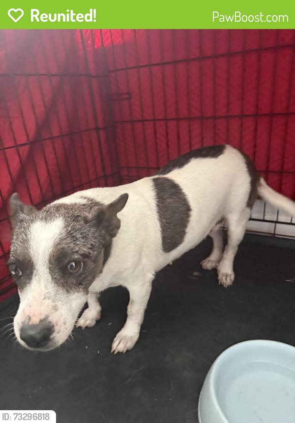 Reunited Female Dog last seen Doubletree dr, Killeen, TX 76542