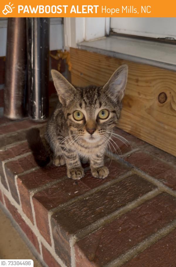 Found/Stray Unknown Cat last seen Near Wal Mart Dr, Hope Mills, NC, Hope Mills, NC 28348