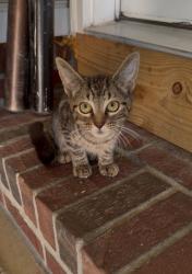 Found/Stray Unknown Cat last seen Near Wal Mart Dr, Hope Mills, NC, Hope Mills, NC 28348