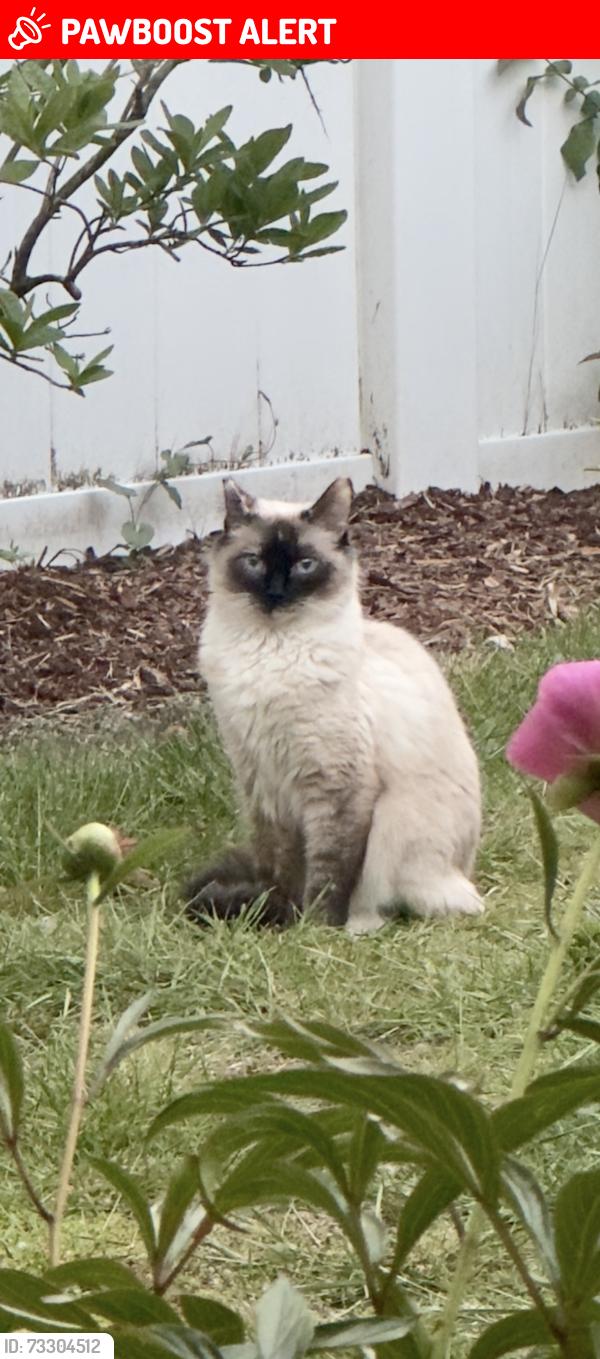 Lost Female Cat last seen 225th Pl SW x 60th Ave W, Mountlake Terrace, WA 98043