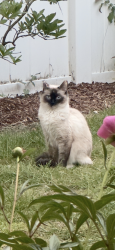Lost Female Cat last seen 225th Pl SW x 60th Ave W, Mountlake Terrace, WA 98043