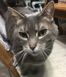 Lost Male Cat last seen Dixie and Big Lake, Village of Clarkston, MI 48346