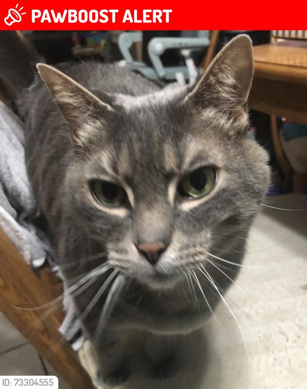 Lost Male Cat last seen Dixie and Big Lake, Village of Clarkston, MI 48346