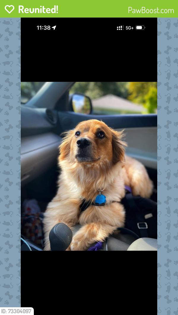 Reunited Male Dog last seen Danny Ln and Tom Field, Farmers Branch, TX 75234