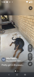 Reunited Female Dog last seen Brycewood subdivision, San Antonio, TX 78251