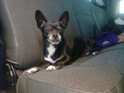 Found/Stray Male Dog last seen San Mateo and Copper, Albuquerque, NM 87108