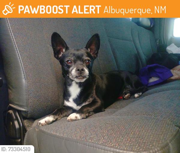 Found/Stray Male Dog last seen San Mateo and Copper, Albuquerque, NM 87108