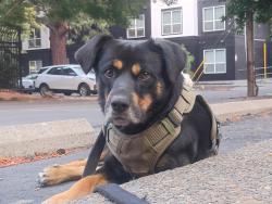 Lost Male Dog last seen shell gas station, Eugene, OR 97402