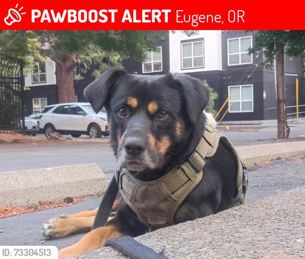 Lost Male Dog last seen shell gas station, Eugene, OR 97402