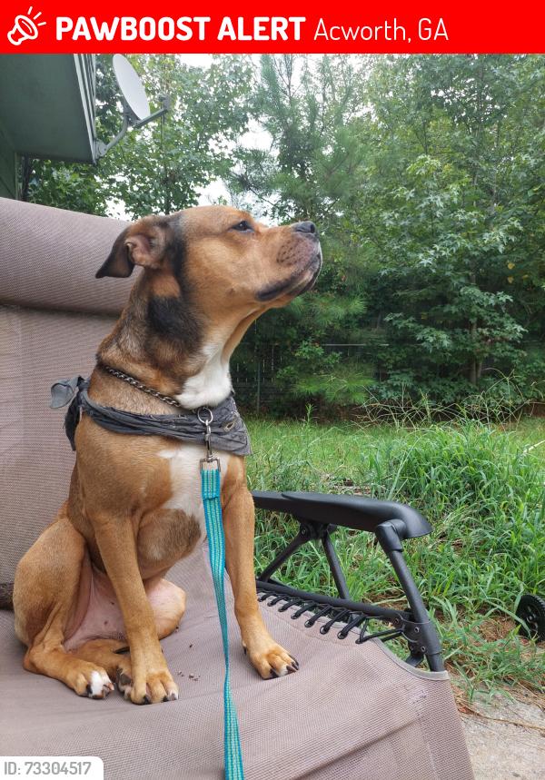 Lost Male Dog last seen Lake Acworth Drive Acworth GA, Acworth, GA 30101