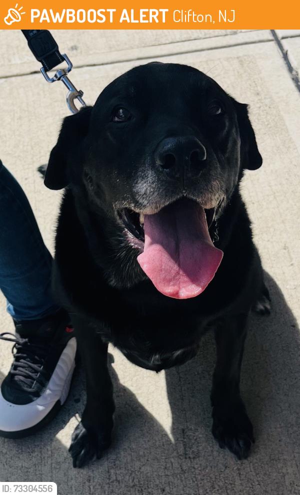 Found/Stray Female Dog last seen Allwood Road in Clifton Ave/Dunkin’ Donuts, Clifton, NJ 07012