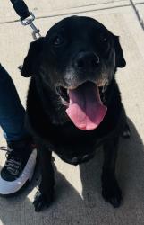 Found/Stray Female Dog last seen Allwood Road in Clifton Ave/Dunkin’ Donuts, Clifton, NJ 07012