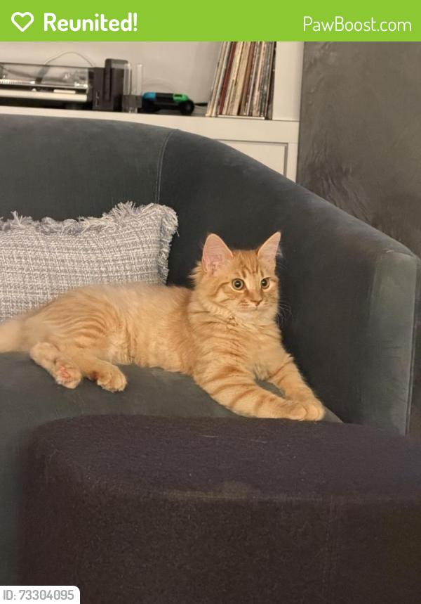 Reunited Male Cat last seen Roosevelt Avenue and Tomac Avenue in Old Greenwich, Greenwich, CT 06870