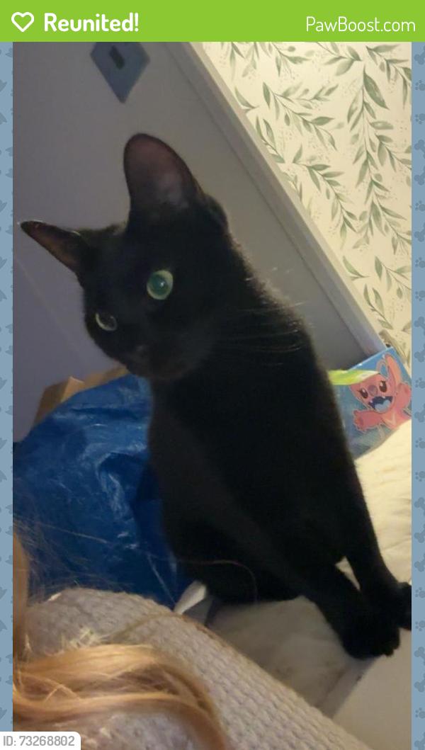 Reunited Female Cat last seen Meadowview touring park, East Sussex, England 