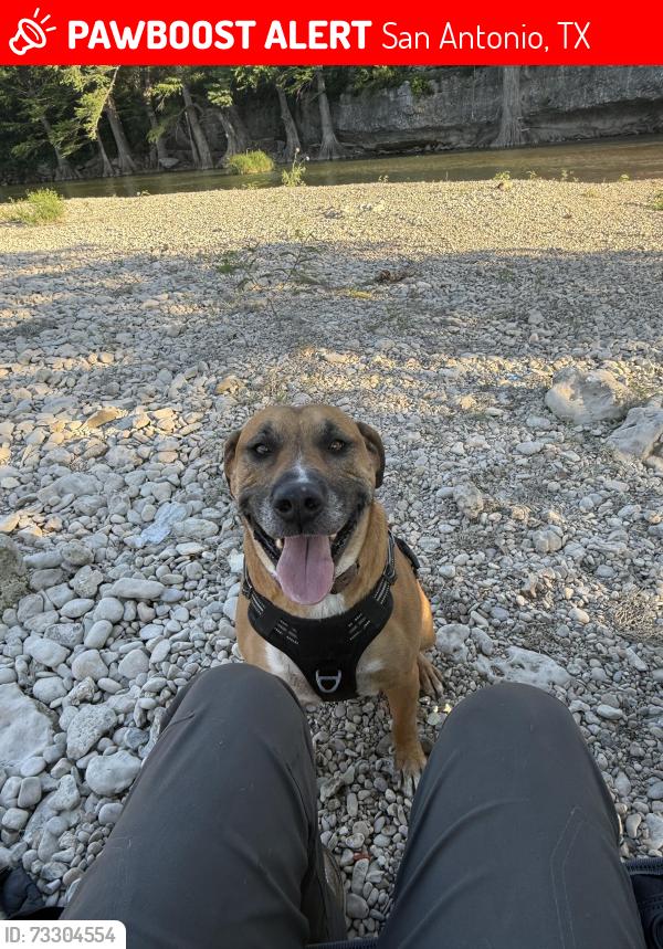 Lost Male Dog last seen Texas A&M San Antonio, San Antonio, TX 78224