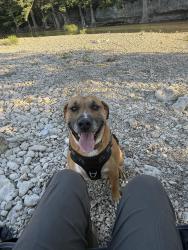 Lost Male Dog last seen Texas A&M San Antonio, San Antonio, TX 78224