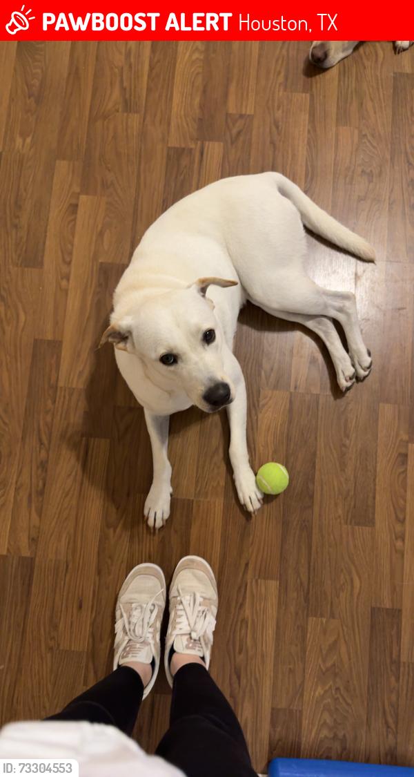 Lost Female Dog last seen 21st and rutland, Houston, TX 77008