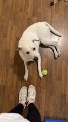 Lost Female Dog last seen 21st and rutland, Houston, TX 77008