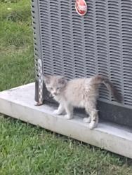 Found/Stray Unknown Cat last seen Near nw North river dr, Miami, FL 33125
