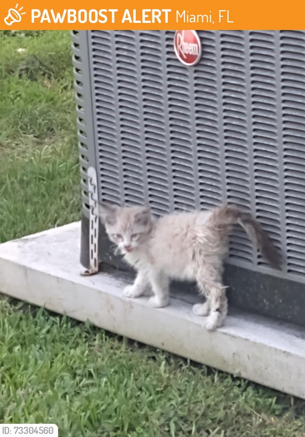 Found/Stray Unknown Cat last seen Near nw North river dr, Miami, FL 33125