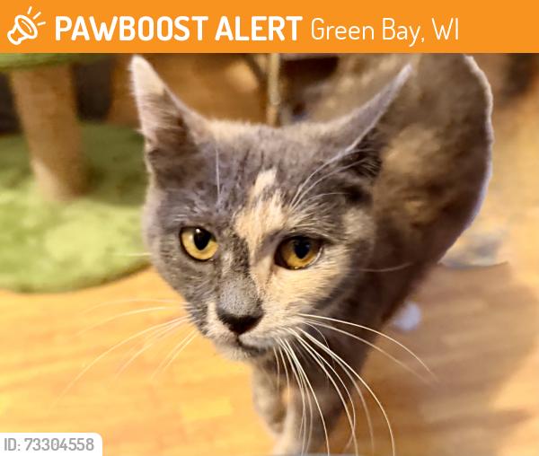 Found/Stray Female Cat last seen Between Hickory Hill & W Mason, Green Bay, WI 54304