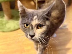 Found/Stray Female Cat last seen Between Hickory Hill & W Mason, Green Bay, WI 54304