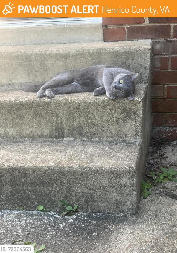 Found/Stray Unknown Cat last seen sprenkle ct, Henrico County, VA 23294