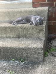 Found/Stray Unknown Cat last seen sprenkle ct, Henrico County, VA 23294