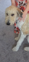 Lost Male Dog last seen 18th street, Calgary, AB 