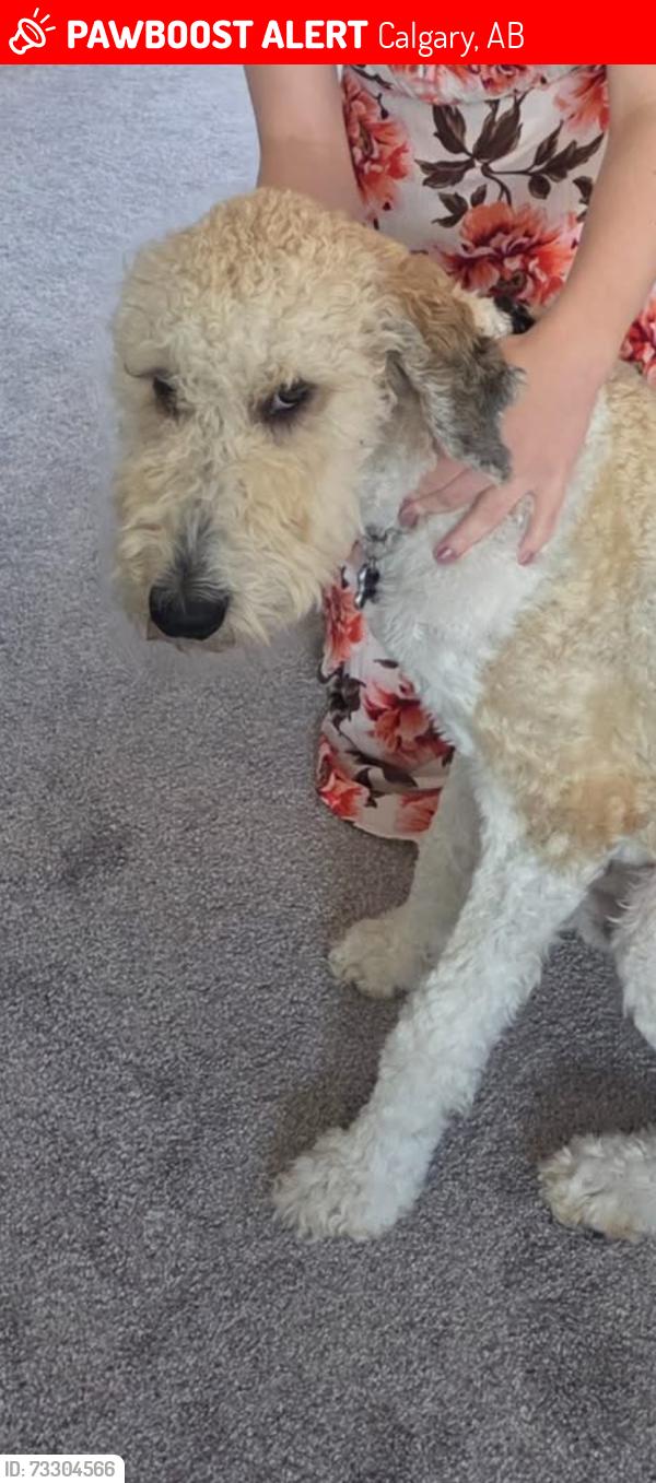 Lost Male Dog last seen 18th street, Calgary, AB 