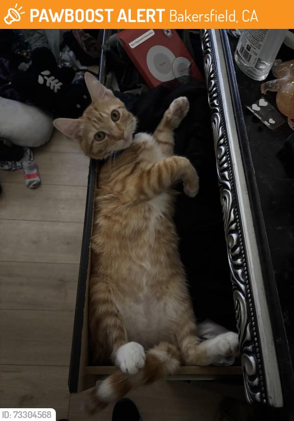 Found/Stray Male Cat last seen McDonald, Bakersfield, CA 93307
